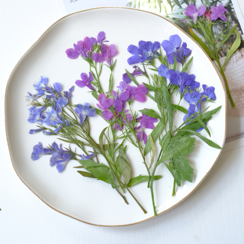 6pcs/8-13cm,nature Lobelia Eri - Resin Art Baby 评论和价格