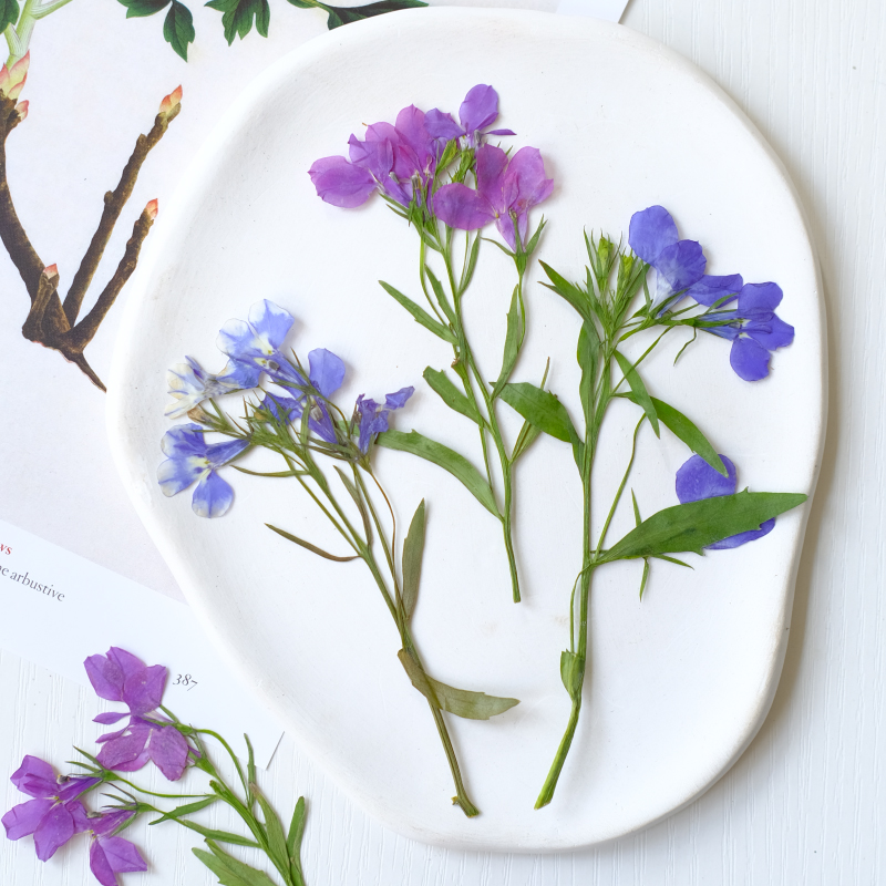 6pcs/8-13cm,nature Lobelia Eri - Resin Art Baby 评论和价格