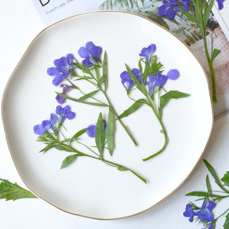 6pcs/8-13cm,nature Lobelia Eri - Resin Art Baby 评论和价格