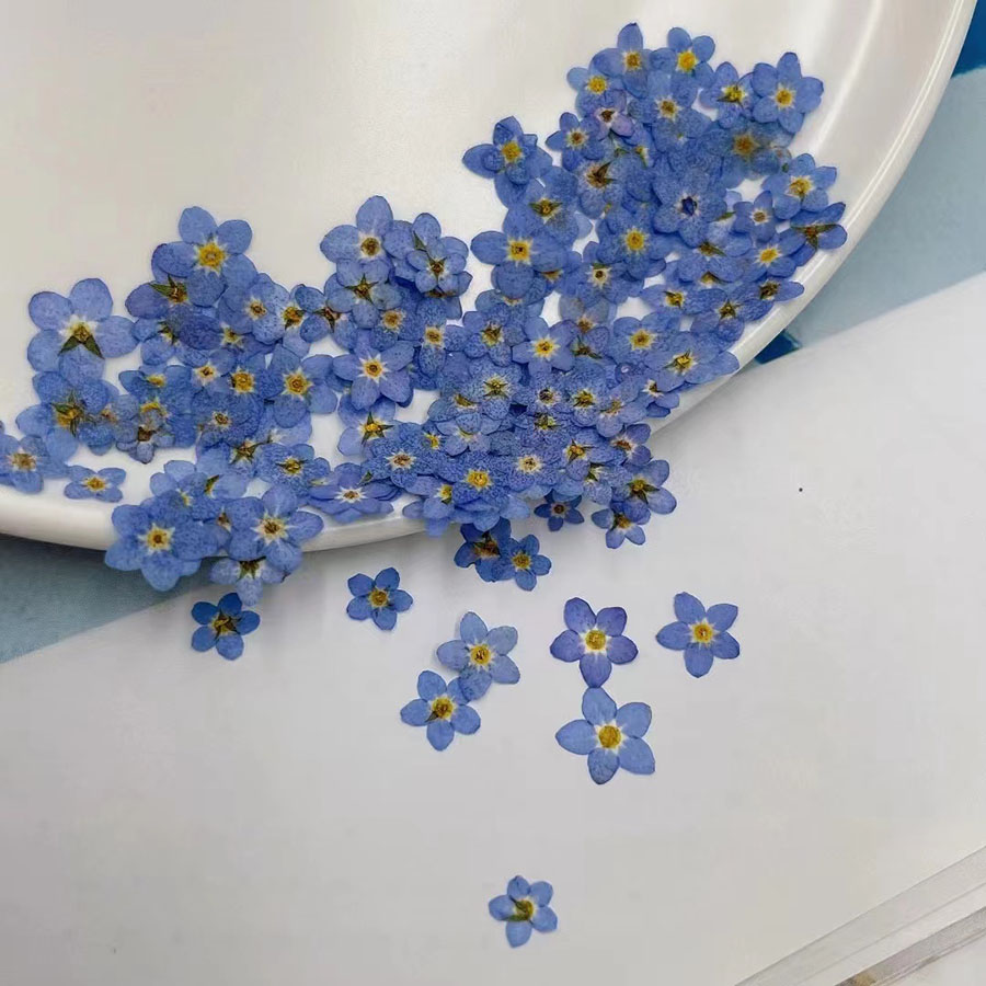 60pcs Mini Pressed Dried Flowe - Resin Art Case 评论和价格